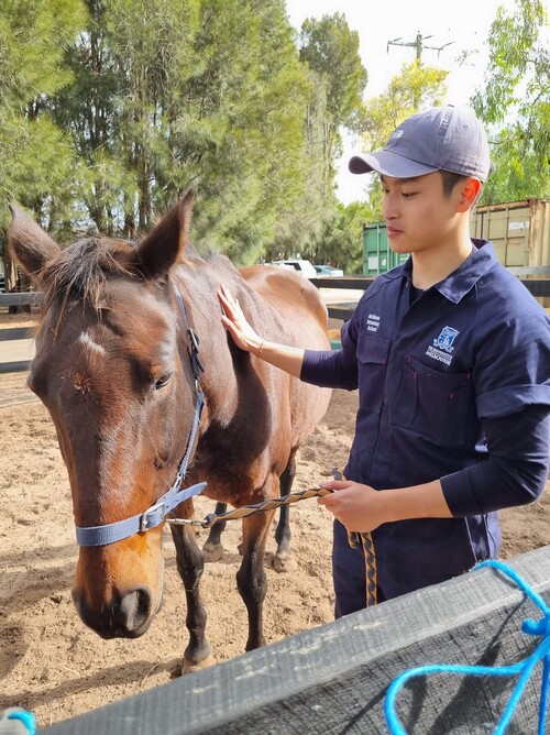 Jason is taking care of a horse at vet school.