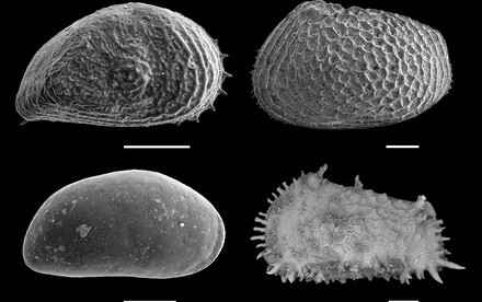 Understanding polar species’ behaviour to reduce risk of extinction: HKU Scientists discovered the southward migration of Arctic Ocean species during the Last Glacial Period for the first time