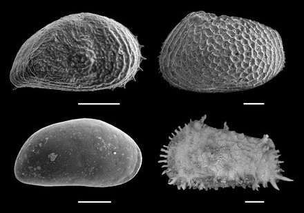 Understanding polar species’ behaviour to reduce risk of extinction: HKU Scientists discovered the southward migration of Arctic Ocean species during the Last Glacial Period for the first time