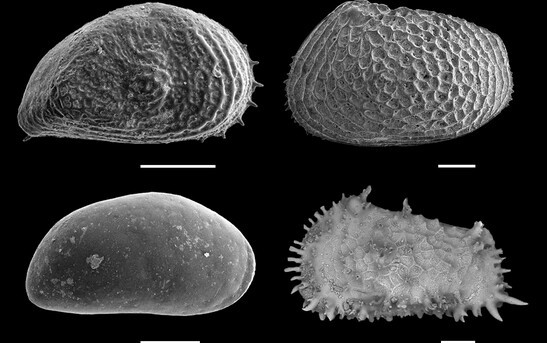 An image of Arctic ostracods produced by Scanning electron microscope (SEM) Image credit: Dr He WANG.