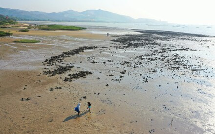 Global assessment by HKU Marine Scientists found that oyster reef restoration rapidly increases marine biodiversity but increased restoration effort is needed to eliminate historical damage