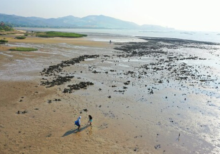 Global assessment by HKU Marine Scientists found that oyster reef restoration rapidly increases marine biodiversity but increased restoration effort is needed to eliminate historical damage