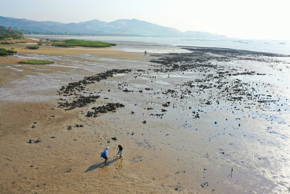 Members of the research team doing biodiversity surveys of oyster habitat and the surrounding areas in Pak Nai, Hong Kong. Photo credit: Mr Khan CHEUNG.