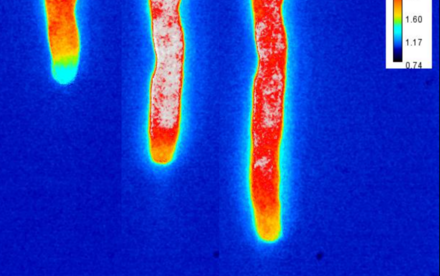 HKU biologists reveal the bioenergetics of pollen tube growth that sustain its rapid growth 