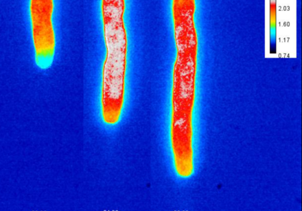 HKU biologists reveal the bioenergetics of pollen tube growth that sustain its rapid growth 