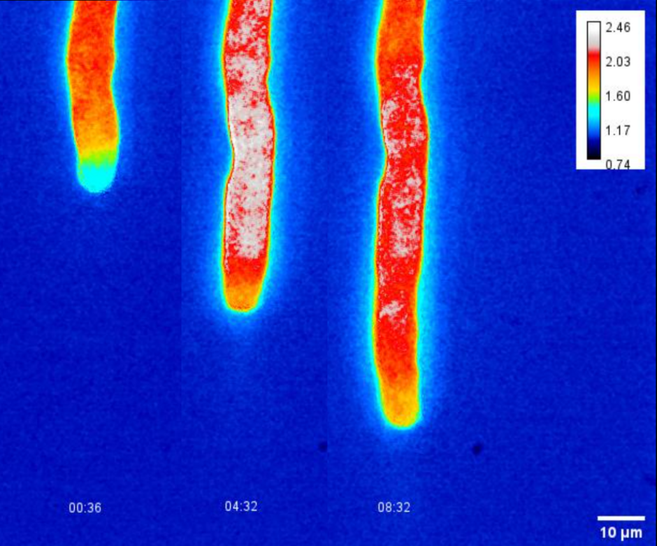 Application of energy biosensors in pollen tubes. Image credit: Jinhong Liu