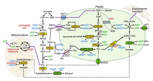 Model of the bioenergetics of Arabidopsis pollen tube growth.