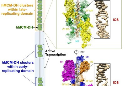 HKU biologists and collaborators reveal how DNA unzipping machine works, shedding lights on cancer therapy