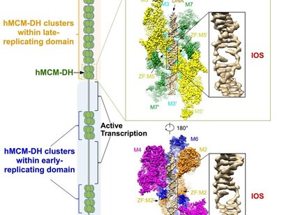 HKU biologists and collaborators reveal how DNA unzipping machine works, shedding lights on cancer therapy