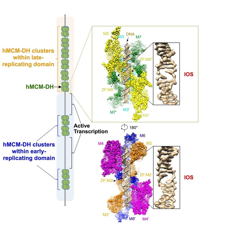 An initial open structure (IOS) is formed upon binding of human MCM double hexamer (hMCM-DH) to origin DNA. Image modified from original illustration of Li et al, 2023 Cell 186, 1-14.