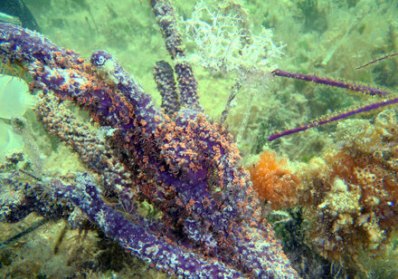 HKU Marine Scientists discovered the reward and punishment system in coral-algae relationship