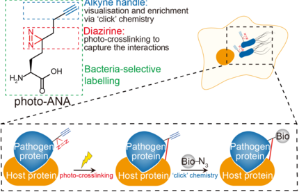 Catching the wrongdoers in the act: HKU chemists develop a novel tool to decipher bacterial infections in real time