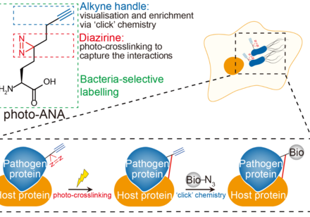 Catching the wrongdoers in the act: HKU chemists develop a novel tool to decipher bacterial infections in real time