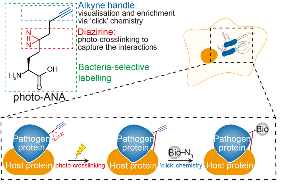 The figure shows the profiling of host-pathogen interactions. Image modified from original illustration of Li et al, 2023 Nature Chemical Biology (doi: 10.1038/s41589-022-01245-7) 