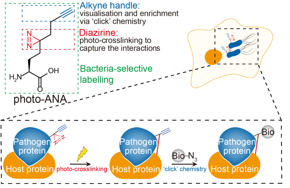 Image modified from original illustration of Li et al, 2023 Nature Chemical Biology (doi: 10.1038/s41589-022-01245-7) 