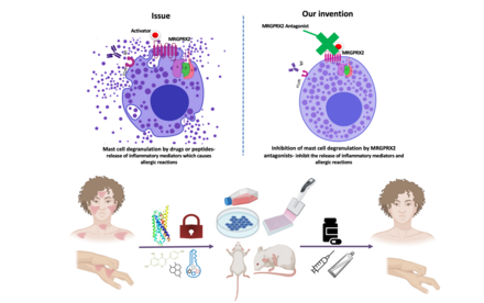 HKU biologists designed and developed novel anti-allergic drugs by targeting Mas-related G protein-coupled receptor (GPCR) X2 (MRGPRX2)