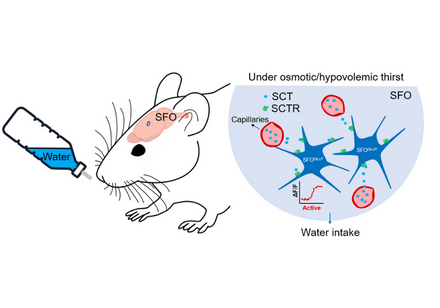 HKU neuroscientists discover a novel neural mechanisms of secretin receptor in regulating water intake, providing new ideas for solving hydromineral imbalance symptoms