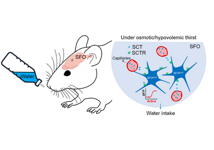 Secretin is involved in the activation of the subfornical organ excitatory neurons under osmotic thirst and hypovolemic thirst. Image credit: Dr Fengwei ZHANG 