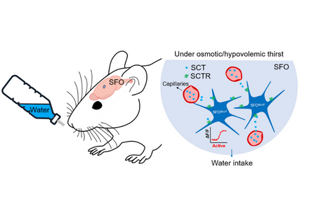 Secretin is involved in the activation of the subfornical organ excitatory neurons under osmotic thirst and hypovolemic thirst. Image credit: Dr Fengwei ZHANG