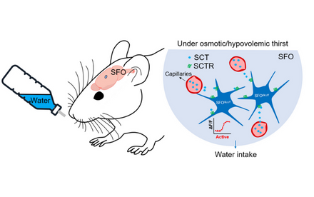 HKU neuroscientists discover a novel neural mechanisms of secretin receptor in regulating water intake, providing new ideas for solving hydromineral imbalance symptoms