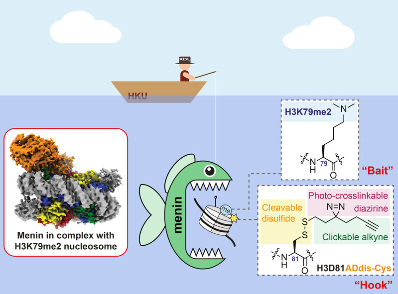 The research team chemically synthesised an intact nucleosome with an upgraded tri-functional “hook” and H3K79me2 as the “bait”. Using this new technology, the team successfully identified a protein called menin as the “reader” of H3K79me2. Image credit: Xiang David Li Group – The Laboratory of Chemical Epigenetics. 