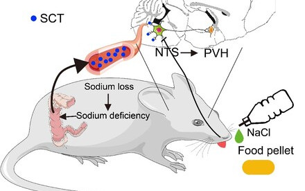HKU biologists and collaborators reveal a gut-brain pathway that regulates sodium appetite