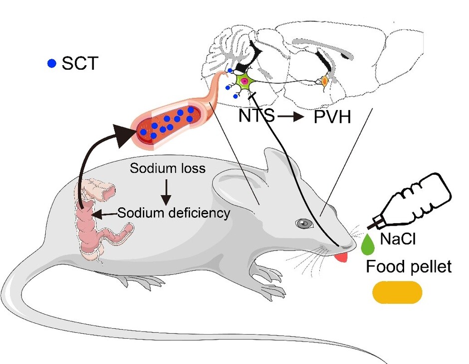 A new study conducted by HKU biologists and collaborators sheds light on sodium regulation mechanisms.