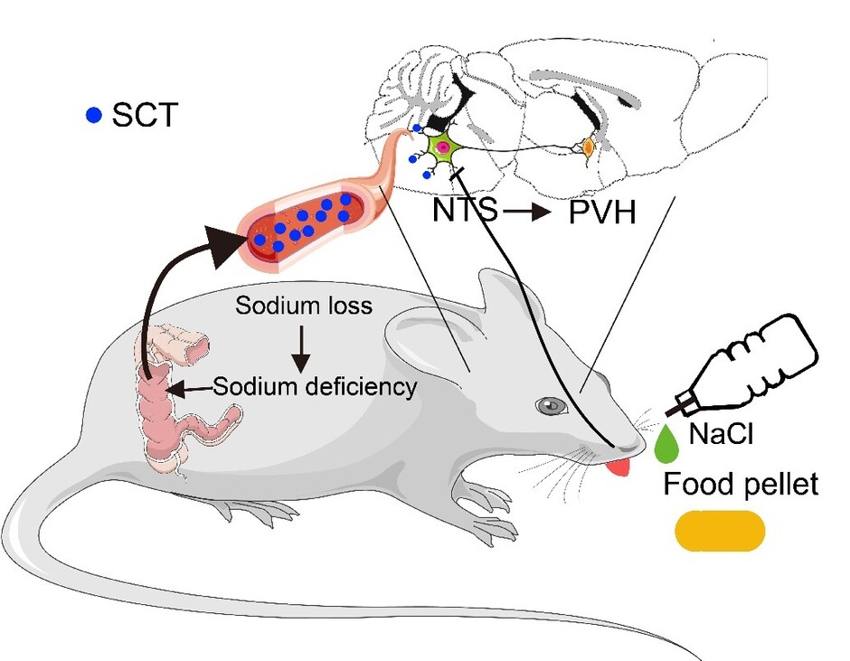 A new study conducted by HKU biologists and collaborators sheds light on sodium regulation mechanisms. 