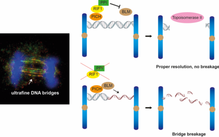 Targeting DNA bridges: HKU Biologists Uncover key to preserve genome integrity Enhancing the understanding of cancer development