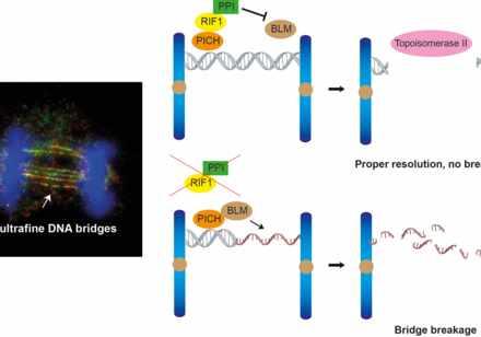 Targeting DNA bridges: HKU Biologists Uncover key to preserve genome integrity Enhancing the understanding of cancer development