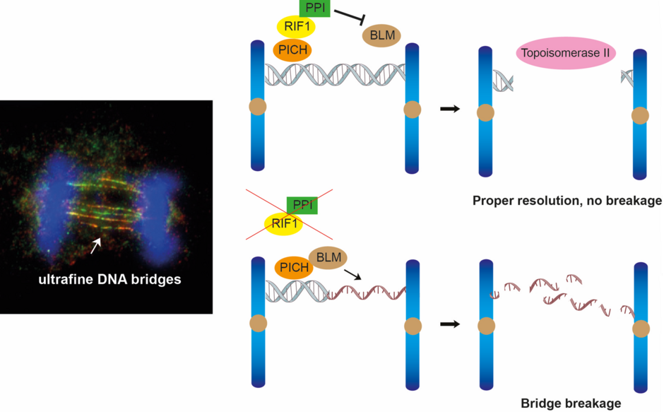 The team found that RIF1-PP1 prevents BLM from unwinding the ultrafine DNA bridges. Image Credit: Dr Gary Ying Wai CHAN.