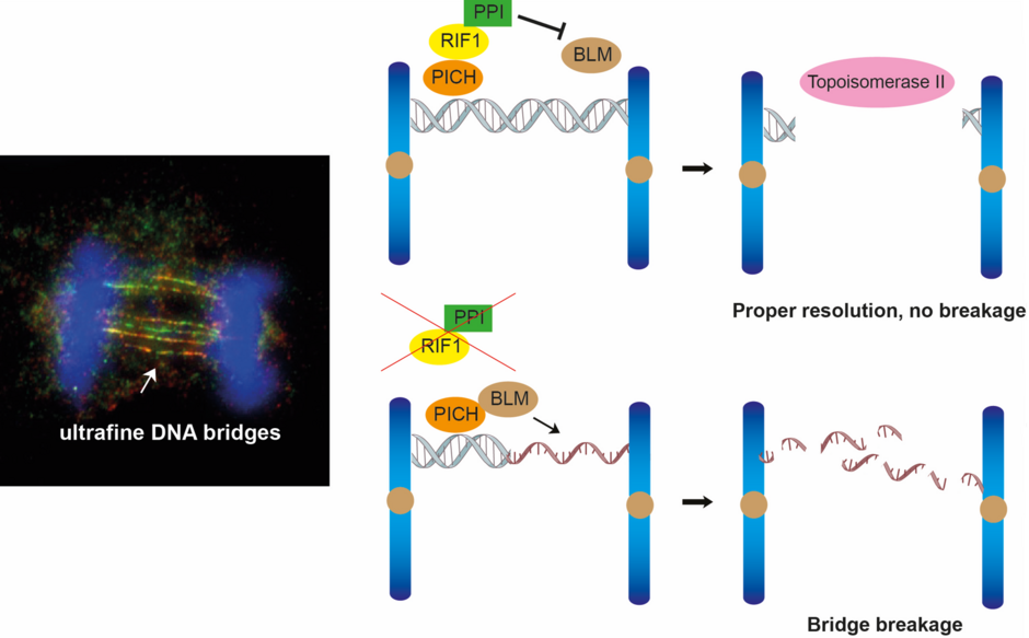 The team found that RIF1-PP1 prevents BLM from unwinding the ultrafine DNA bridges.  Image Credit: Dr Gary Ying Wai CHAN.