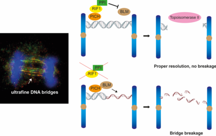 Targeting DNA bridges:  HKU Biologists Uncover key to preserve genome integrity Enhancing the understanding of cancer development