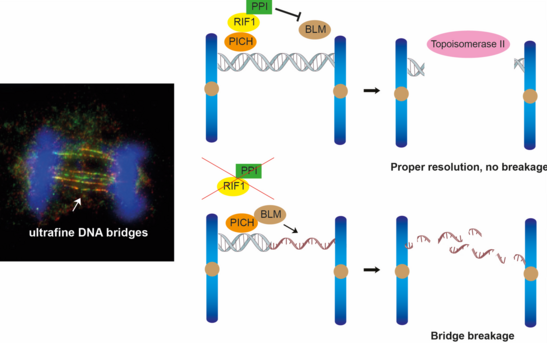 The team found that RIF1-PP1 prevents BLM from unwinding the ultrafine DNA bridges. Image Credit: Dr Gary Ying Wai CHAN.