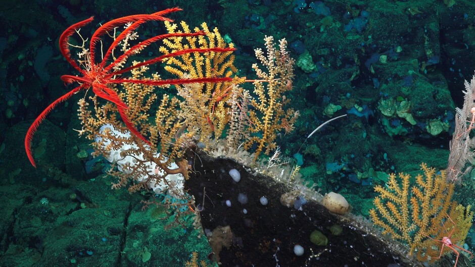 Diverse marine life (crinoid, octocorals and sponges) on a seamount off the Pacific coast of Costa Rica. Photo credit: Schmidt Ocean Institute, FK190106, Erik Cordes Chief Scientist