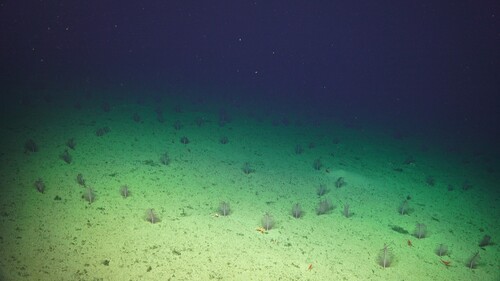 A field of sea pens on a seamount off the Pacific Coast of Costa Rica.  Photo credit:  Schmidt Ocean Institute, FK190106, Erik Cordes Chief Scientist.