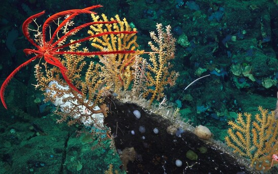 Figure 1. Diverse marine life (crinoid, octocorals and sponges) on a seamount off the Pacific coast of Costa Rica. Photo credit: Schmidt Ocean Institute, FK190106, Erik Cordes Chief Scientist