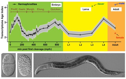 HKU Biologists Determine the Evolutionary Age of Individual Cell Types providing Critical Insights for Animal Development