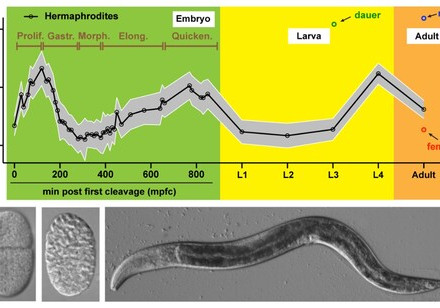 HKU Biologists Determine the Evolutionary Age of Individual Cell Types providing Critical Insights for Animal Development