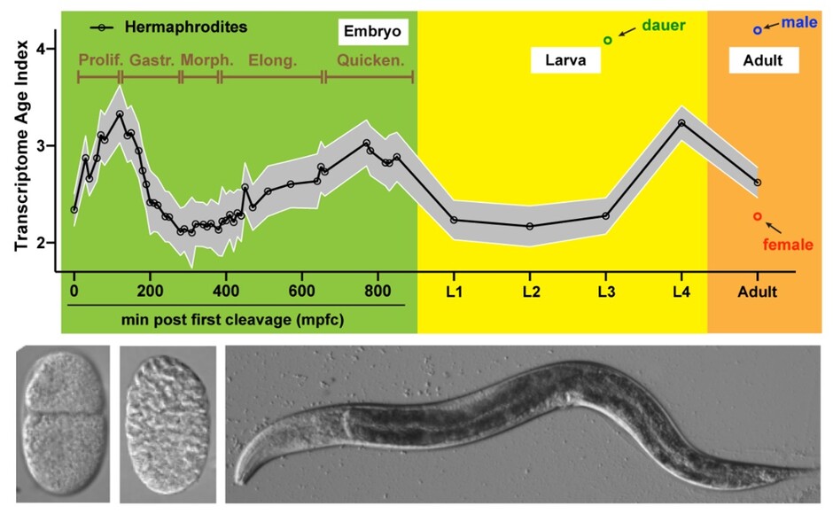 The dynamics of transcriptome age during development. 