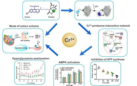 New Insights into Glucose Metabolism: Targeting ATP Synthase with Chromium (III) Nutritional Supplement for Improved Blood Sugar Control