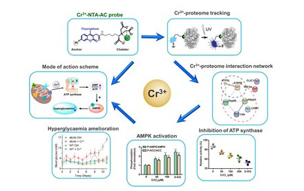 New Insights into Glucose Metabolism: Targeting ATP Synthase with Chromium (III) Nutritional Supplement for Improved Blood Sugar Control