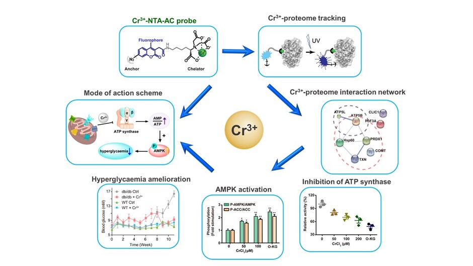 Uncovering the protein targets of Cr(III) and its molecular mechanism.