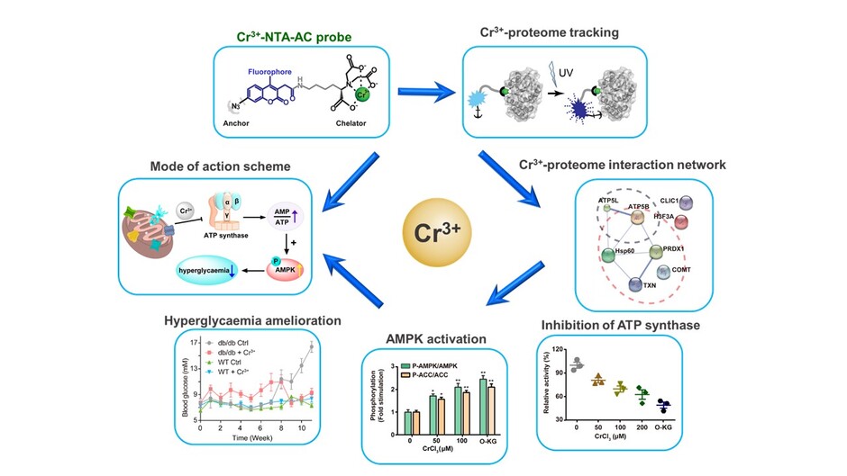 Uncovering the protein targets of Cr(III) and its molecular mechanism.  