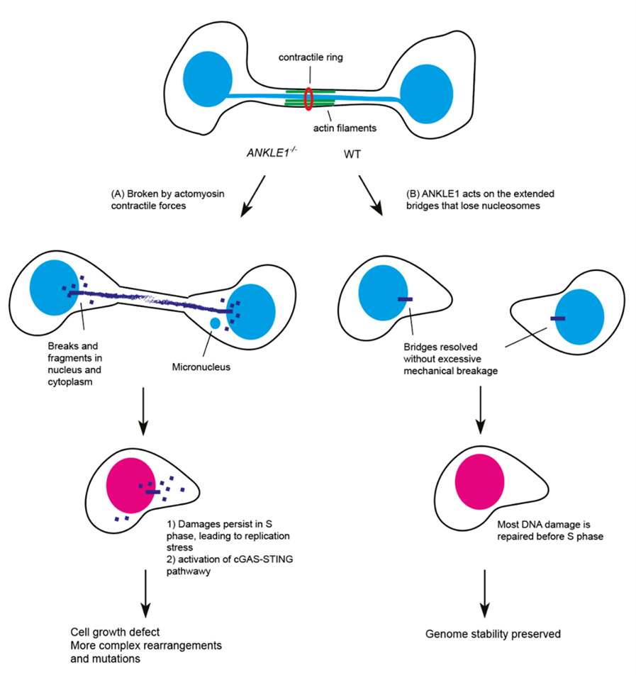 The role of ANKLE1 in maintaining genome stability and preventing autoimmunity Image Credit: Dr Gary Ying Wai CHAN