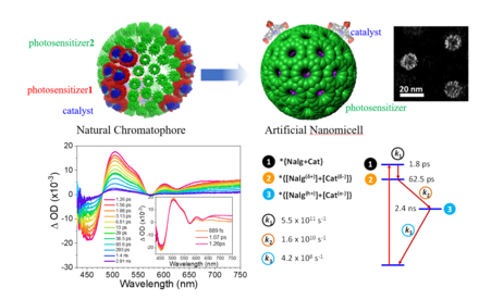 Potentially Producing Carbon-Neutral Fuels: HKU Chemists Achieve Sustainable Solar Energy Conversion with Artificial Photocatalysis