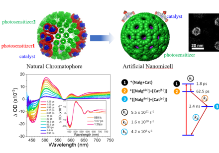 Potentially Producing Carbon-Neutral Fuels: HKU Chemists Achieve Sustainable Solar Energy Conversion with Artificial Photocatalysis