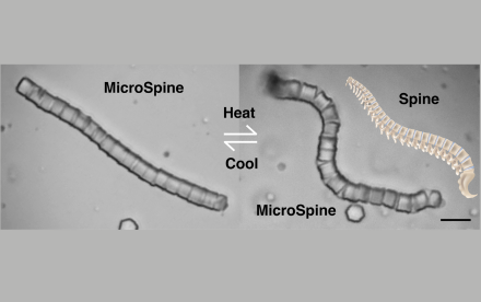 HKU Chemists Create the MicroSpine with Shape-Transforming Properties for Targeted Cargo Delivery at microscale