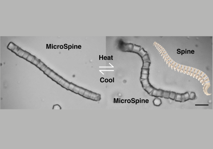 HKU Chemists Create the MicroSpine with Shape-Transforming Properties for Targeted Cargo Delivery at microscale