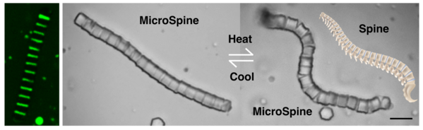 Microscale spine-mimicking structure, MicroSpine, has been created via colloidal assembly of soft and hard components, which can change shape by controlling temperature and can be utilised for cargo encapsulation and delivery. Image Credit: Dengping Lyu